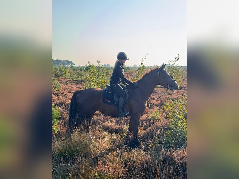 Belgian Warmblood Gelding 4 years 16,2 hh Chestnut in Ansen