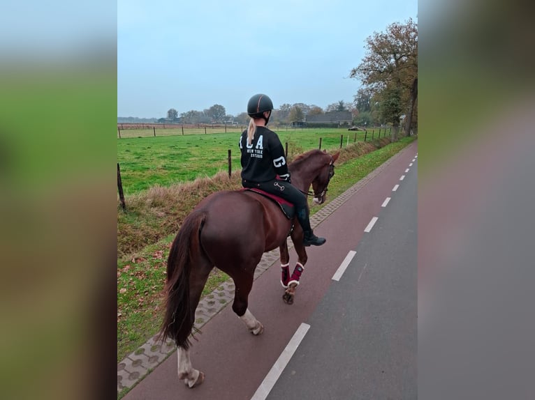 Belgian Warmblood Gelding 4 years 16,2 hh Chestnut in Ansen