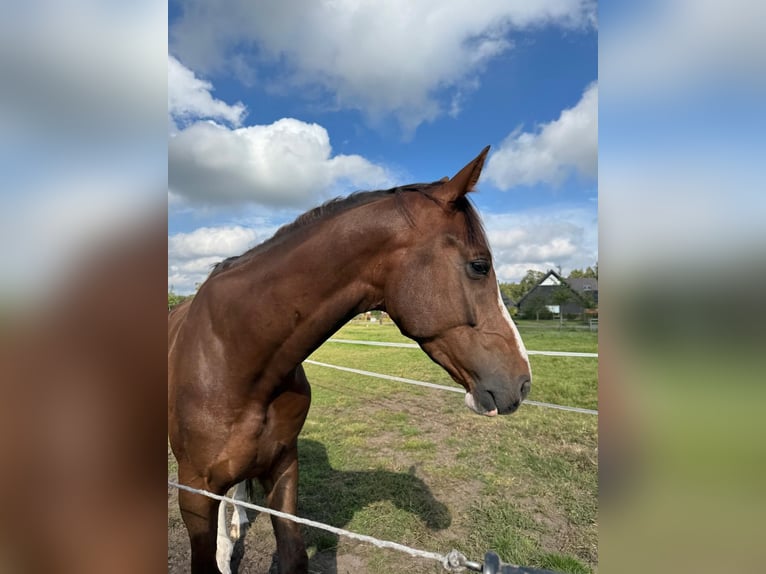 Belgian Warmblood Gelding 4 years 16,2 hh Chestnut in Ansen