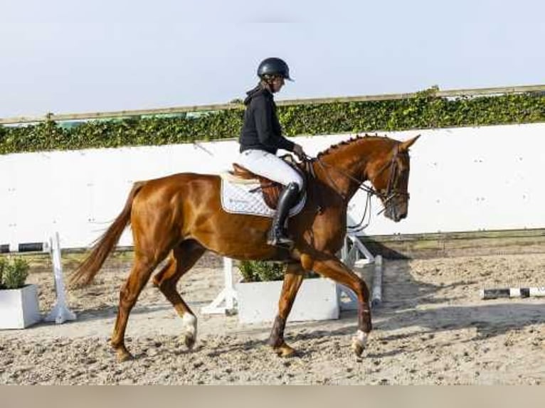 Belgian Warmblood Gelding 4 years 16,2 hh Chestnut-Red in Waddinxveen