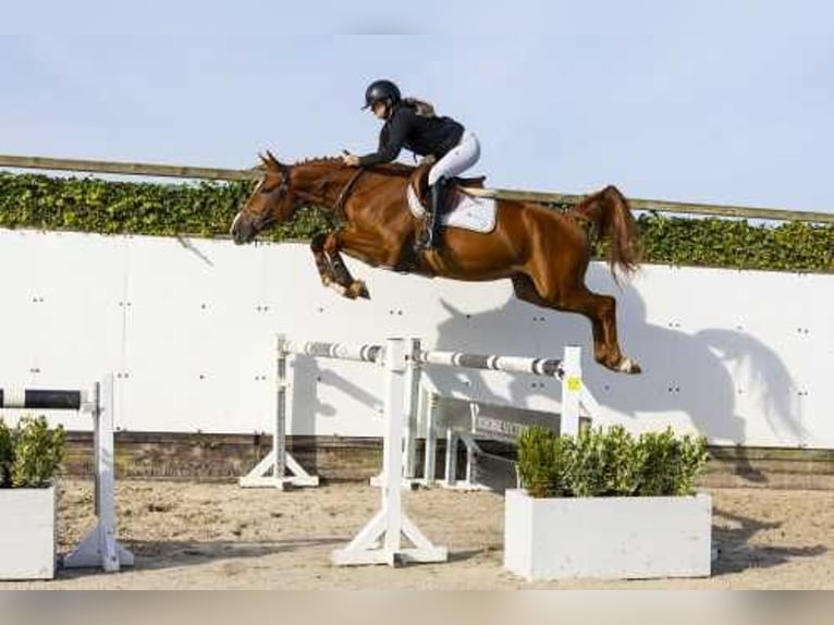 Belgian Warmblood Gelding 4 years 16,2 hh Chestnut-Red in Waddinxveen