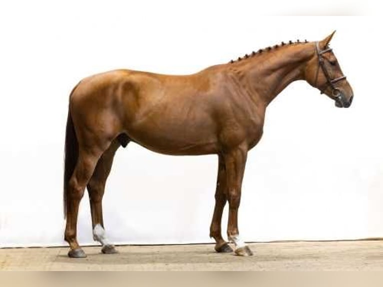 Belgian Warmblood Gelding 4 years 16,2 hh Chestnut-Red in Waddinxveen