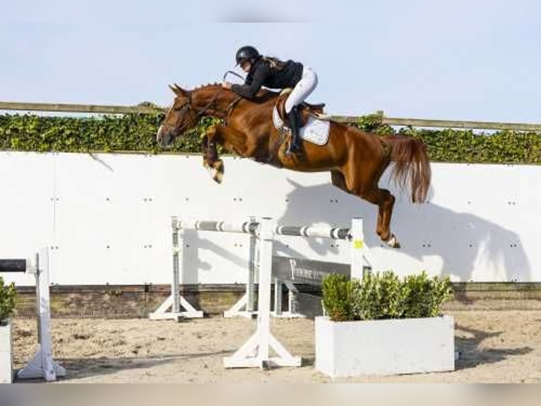 Belgian Warmblood Gelding 4 years 16,2 hh Chestnut-Red in Waddinxveen