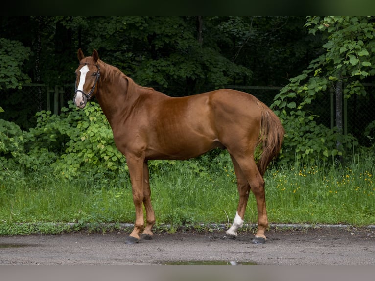 Belgian Warmblood Gelding 4 years 16.2 hh Chestnut in Krėslynai,Jonavos raj.