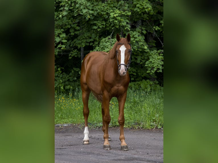 Belgian Warmblood Gelding 4 years 16.2 hh Chestnut in Krėslynai,Jonavos raj.