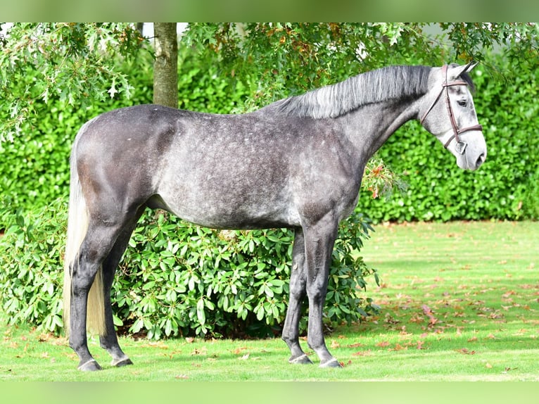 Belgian Warmblood Gelding 4 years 16,2 hh Gray in Bladel