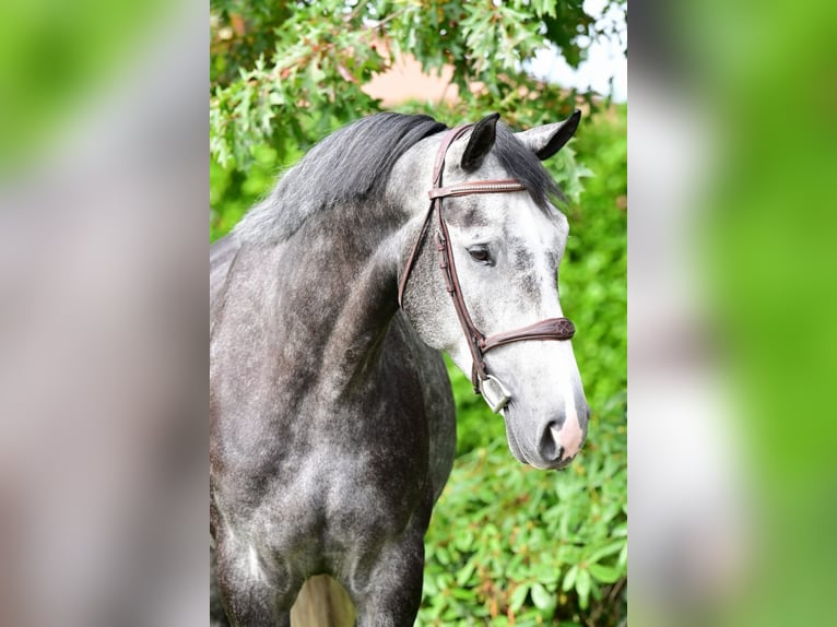 Belgian Warmblood Gelding 4 years 16,2 hh Gray in Bladel