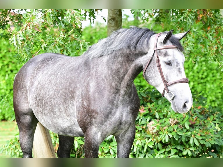 Belgian Warmblood Gelding 4 years 16,2 hh Gray in Bladel