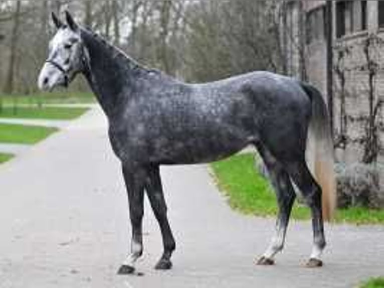 Belgian Warmblood Gelding 4 years 16,2 hh Gray in Sint-Niklaas