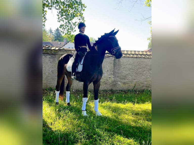 Belgian Warmblood Gelding 4 years 16.2 hh Smoky-Black in Geneuille
