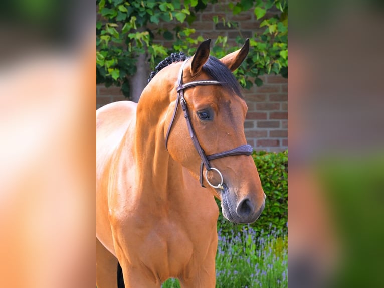 Belgian Warmblood Gelding 4 years 16,3 hh Brown in Bladel