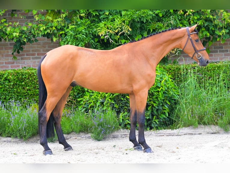 Belgian Warmblood Gelding 4 years 16,3 hh Brown in Bladel