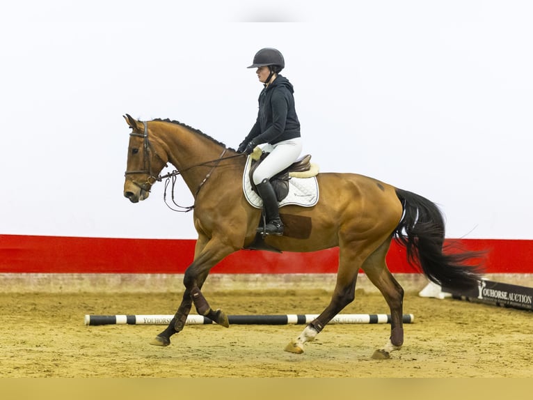 Belgian Warmblood Gelding 4 years 16,3 hh Brown in Waddinxveen