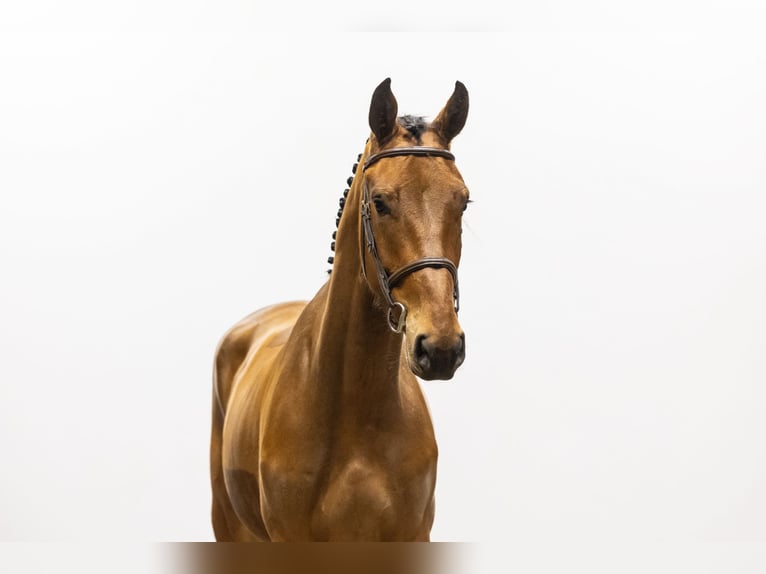 Belgian Warmblood Gelding 4 years 16,3 hh Brown in Waddinxveen