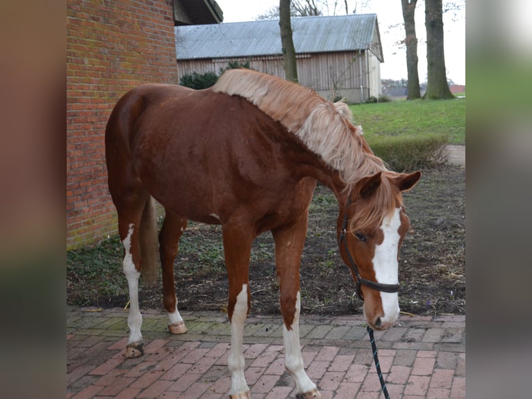 Belgian Warmblood Gelding 4 years 16.3 hh Chestnut-Red in Wildeshausen