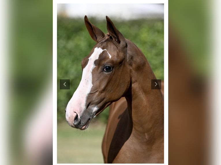 Belgian Warmblood Gelding 4 years 16.3 hh Chestnut-Red in Wildeshausen