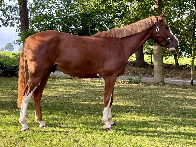 Belgian Warmblood Gelding 4 years 16.3 hh Chestnut-Red in Wildeshausen