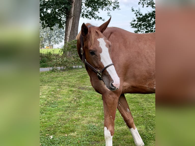 Belgian Warmblood Gelding 4 years 16.3 hh Chestnut-Red in Wildeshausen