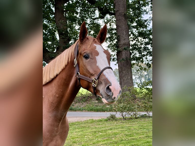 Belgian Warmblood Gelding 4 years 16.3 hh Chestnut-Red in Wildeshausen