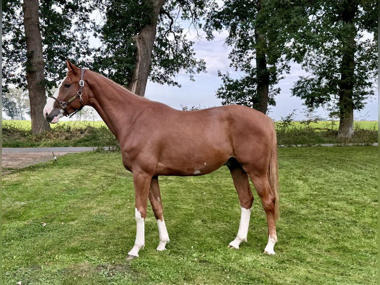Belgian Warmblood Gelding 4 years 16.3 hh Chestnut-Red in Wildeshausen