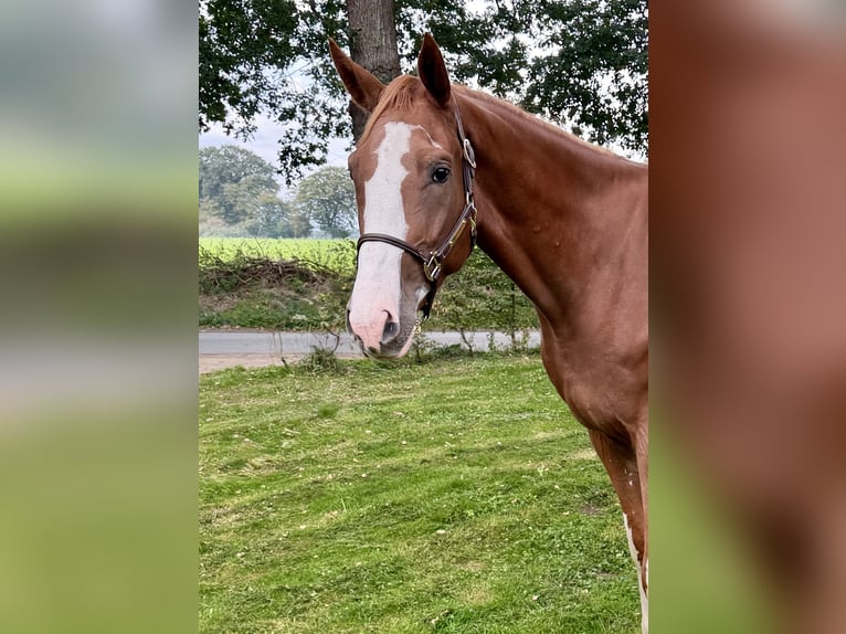 Belgian Warmblood Gelding 4 years 16.3 hh Chestnut-Red in Wildeshausen