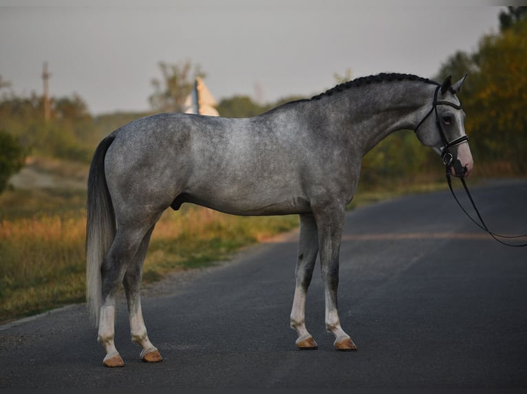 Belgian Warmblood Gelding 4 years 16,3 hh Gray in Snina