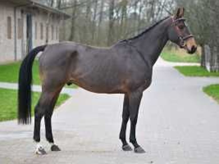 Belgian Warmblood Gelding 4 years 16 hh Bay in Sint-Niklaas