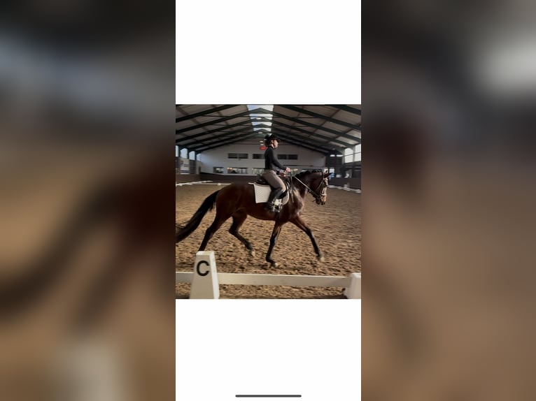 Belgian Warmblood Gelding 4 years 16 hh Brown in Wommelgem