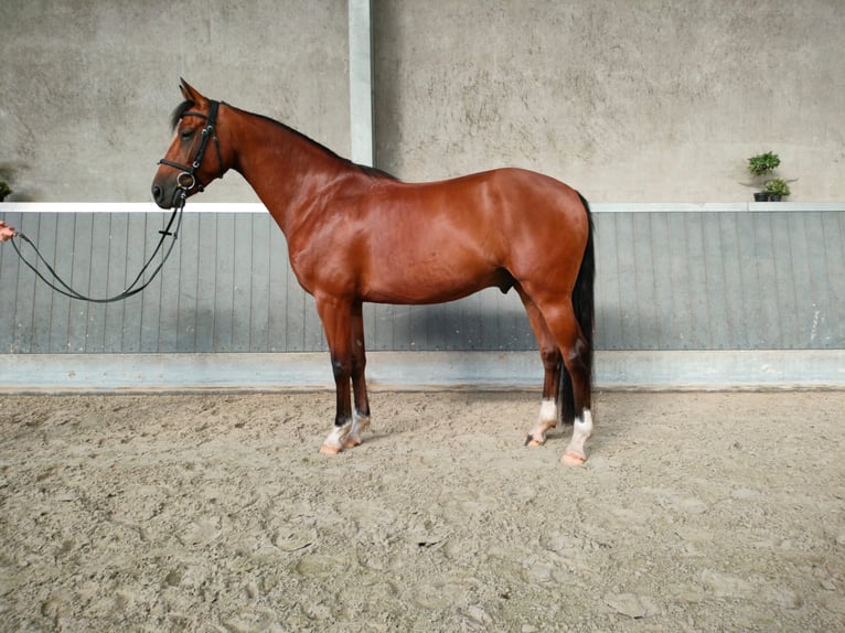 Belgian Warmblood Gelding 4 years 16 hh Brown-Light in Zottegem