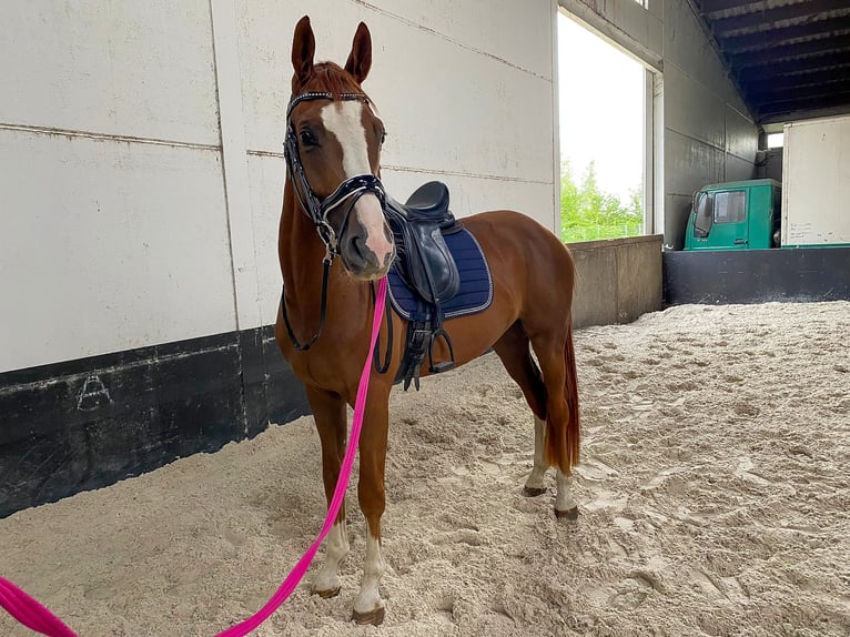 Belgian Warmblood Gelding 4 years 16 hh Chestnut-Red in Koekelare