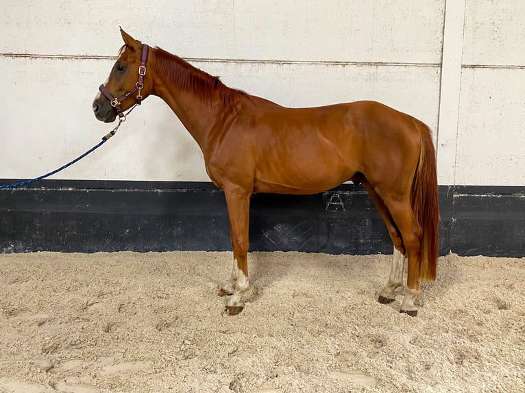 Belgian Warmblood Gelding 4 years 16 hh Chestnut-Red in Koekelare