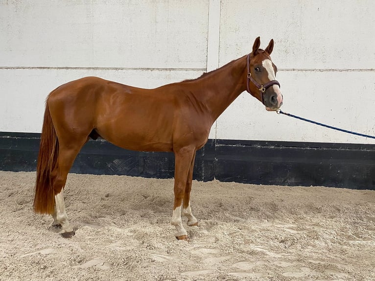 Belgian Warmblood Gelding 4 years 16 hh Chestnut-Red in Koekelare