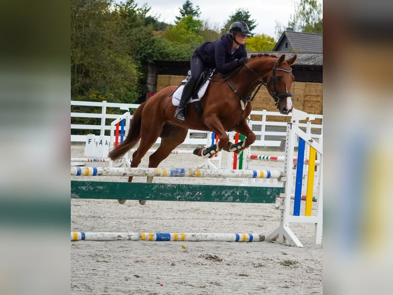 Belgian Warmblood Gelding 4 years 16 hh Chestnut-Red in Nettersheim