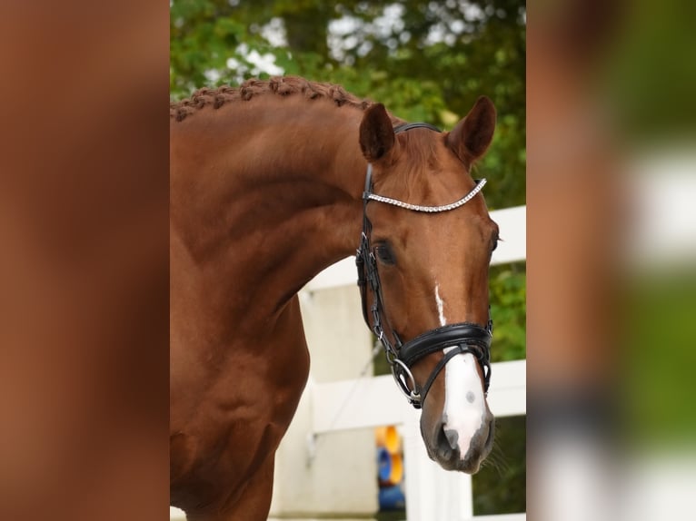 Belgian Warmblood Gelding 4 years 16 hh Chestnut-Red in Nettersheim