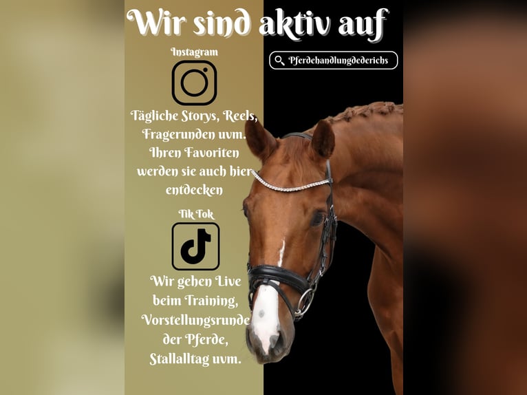 Belgian Warmblood Gelding 4 years 16 hh Chestnut-Red in Nettersheim