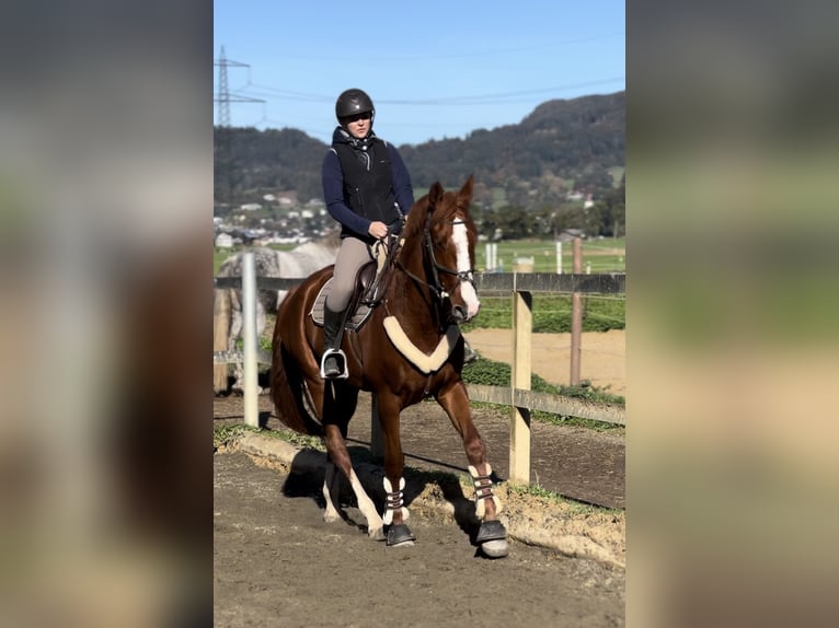 Belgian Warmblood Gelding 4 years 16 hh Chestnut-Red in Schlins