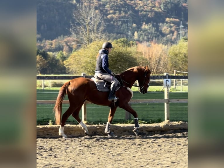 Belgian Warmblood Gelding 4 years 16 hh Chestnut-Red in Schlins