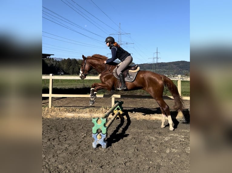 Belgian Warmblood Gelding 4 years 16 hh Chestnut-Red in Schlins