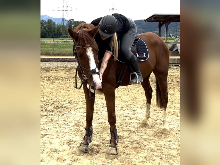 Belgian Warmblood Gelding 4 years 16 hh Chestnut-Red in Schlins