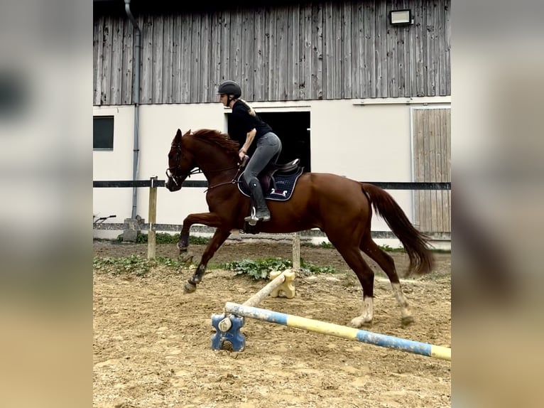 Belgian Warmblood Gelding 4 years 16 hh Chestnut-Red in Schlins