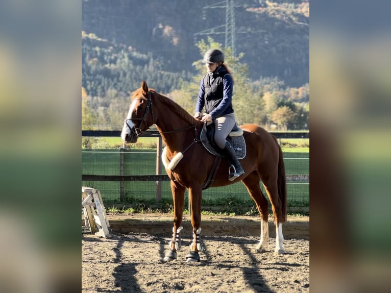 Belgian Warmblood Gelding 4 years 16 hh Chestnut-Red in Schlins