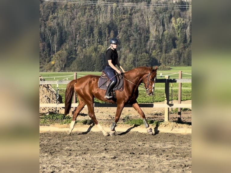 Belgian Warmblood Gelding 4 years 16 hh Chestnut-Red in Schlins