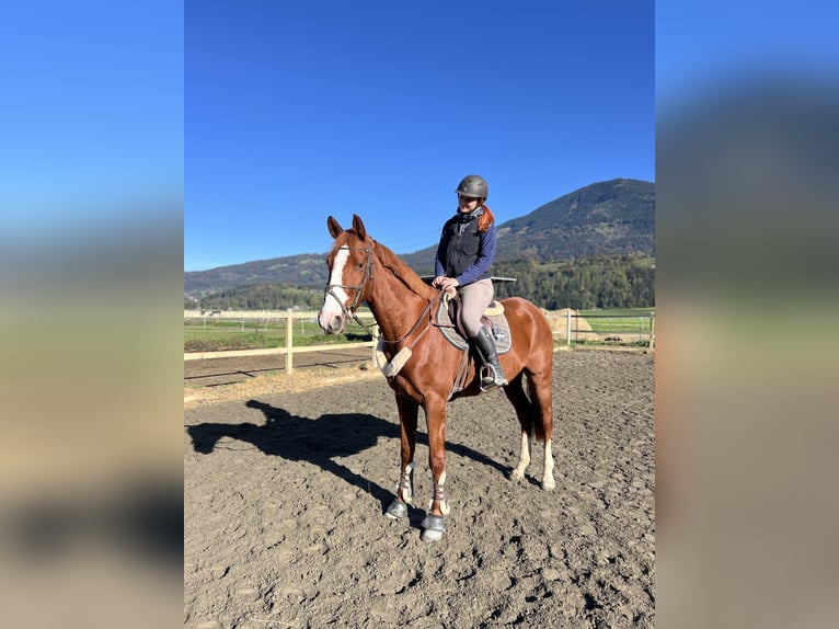 Belgian Warmblood Gelding 4 years 16 hh Chestnut-Red in Schlins