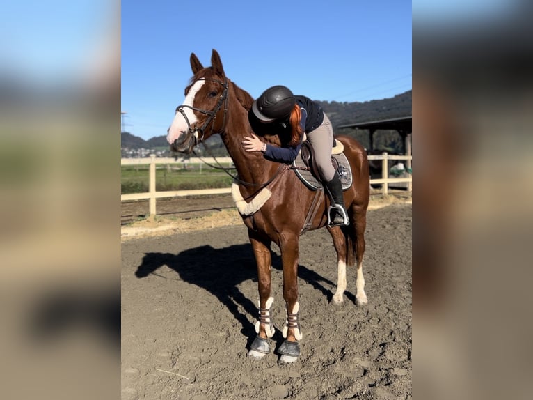 Belgian Warmblood Gelding 4 years 16 hh Chestnut-Red in Schlins