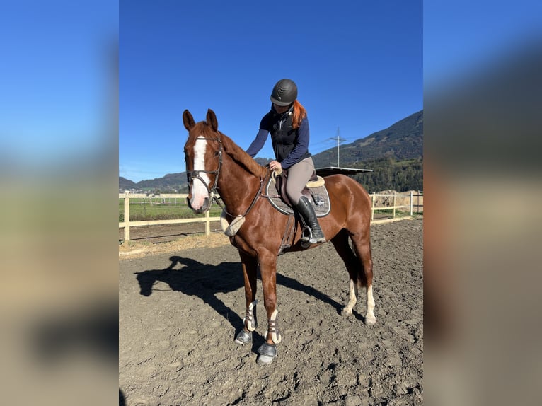 Belgian Warmblood Gelding 4 years 16 hh Chestnut-Red in Schlins