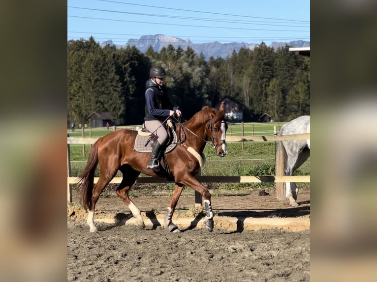 Belgian Warmblood Gelding 4 years 16 hh Chestnut-Red in Schlins