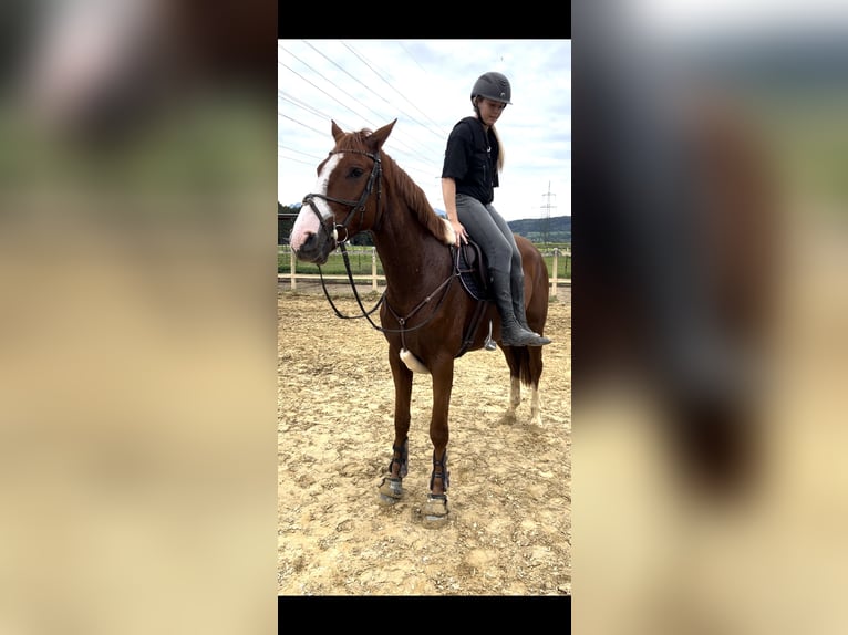 Belgian Warmblood Gelding 4 years 16 hh Chestnut-Red in Schlins