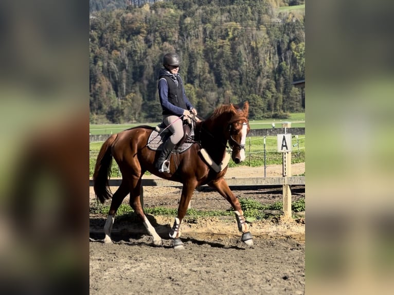 Belgian Warmblood Gelding 4 years 16 hh Chestnut-Red in Schlins