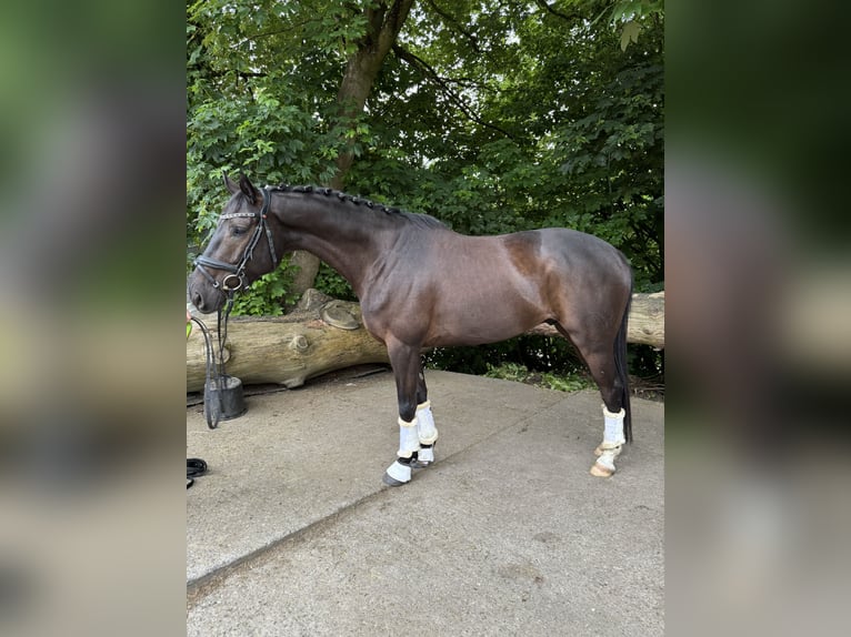 Belgian Warmblood Gelding 4 years 16 hh in Witten