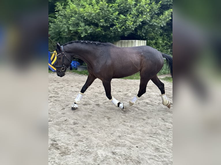 Belgian Warmblood Gelding 4 years 16 hh in Witten